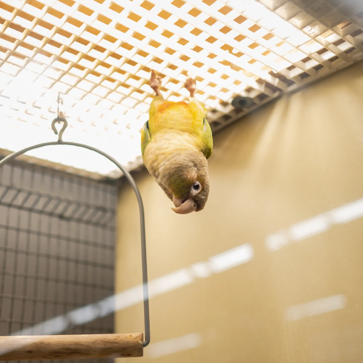A yellow and green parrot hanging upside down from the top of its wire cage.