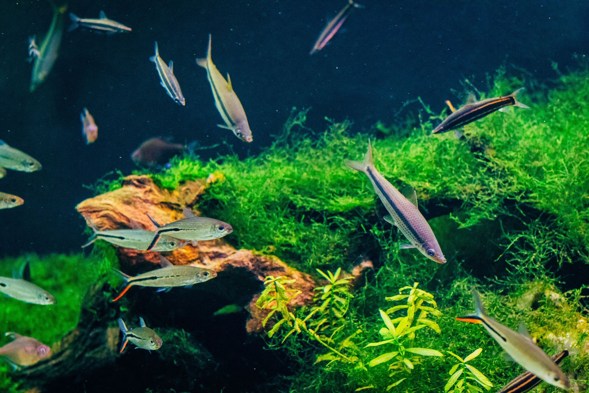 cloudy fish tank water causes comparison