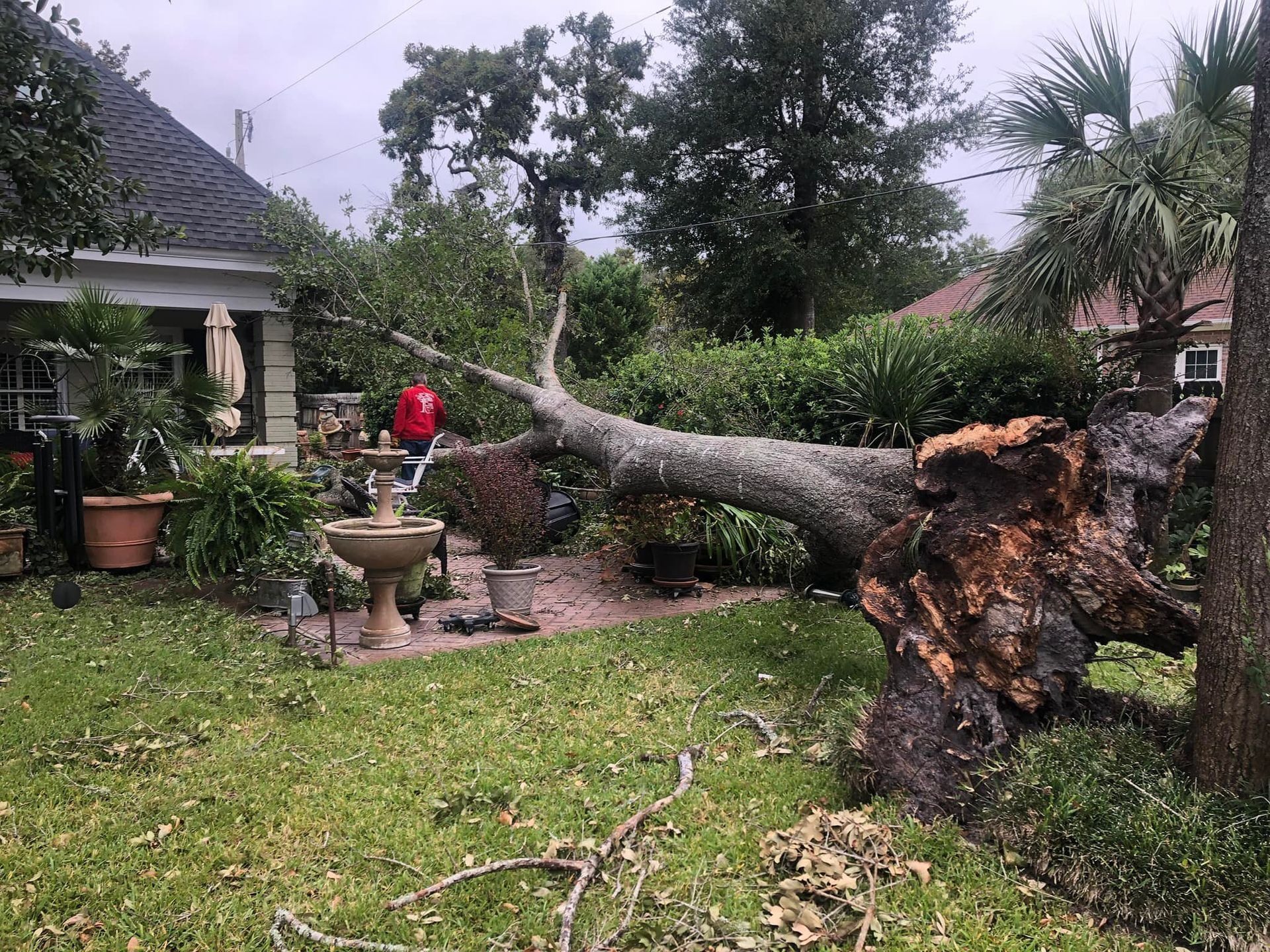 Tree Trimming Myrtle Beach | Need A Tree Guy