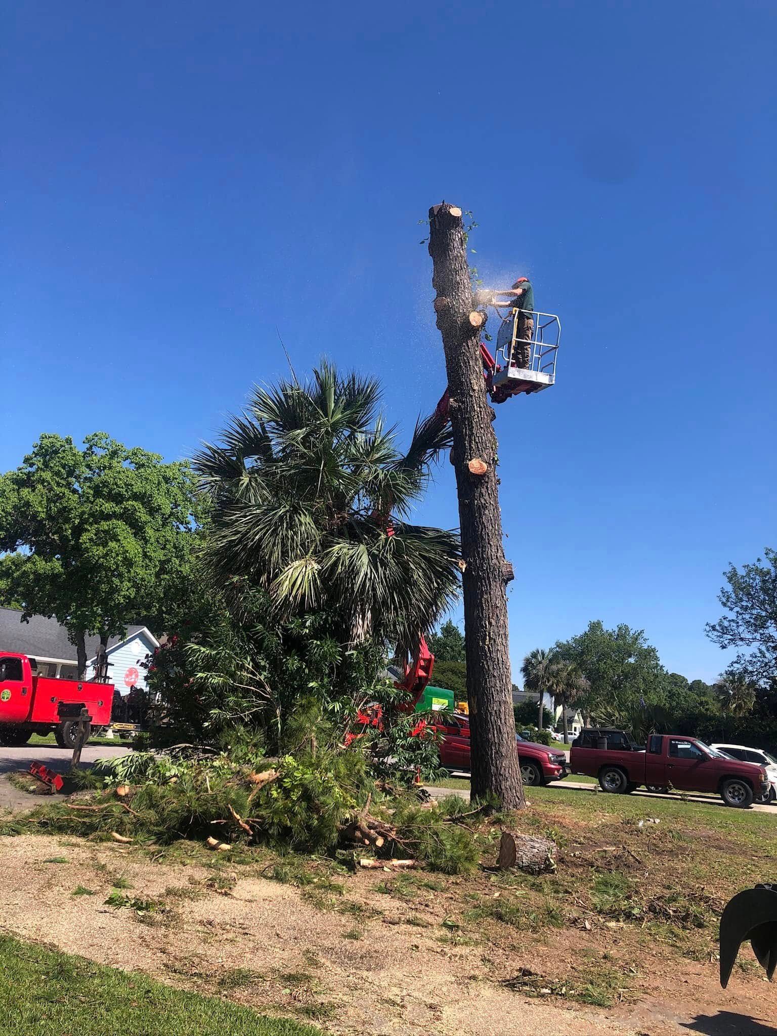 tree removal myrtle beach