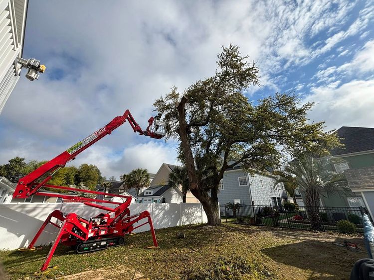 tree removal myrtle beach