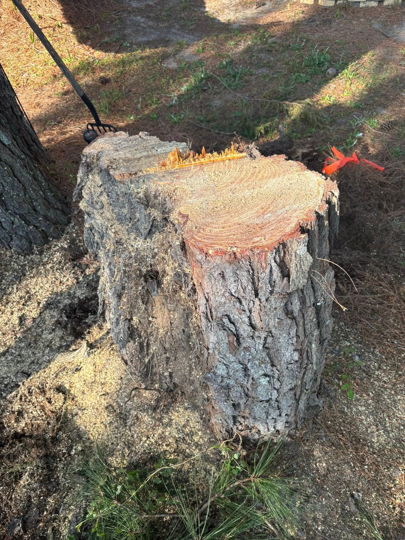tree removal myrtle beach