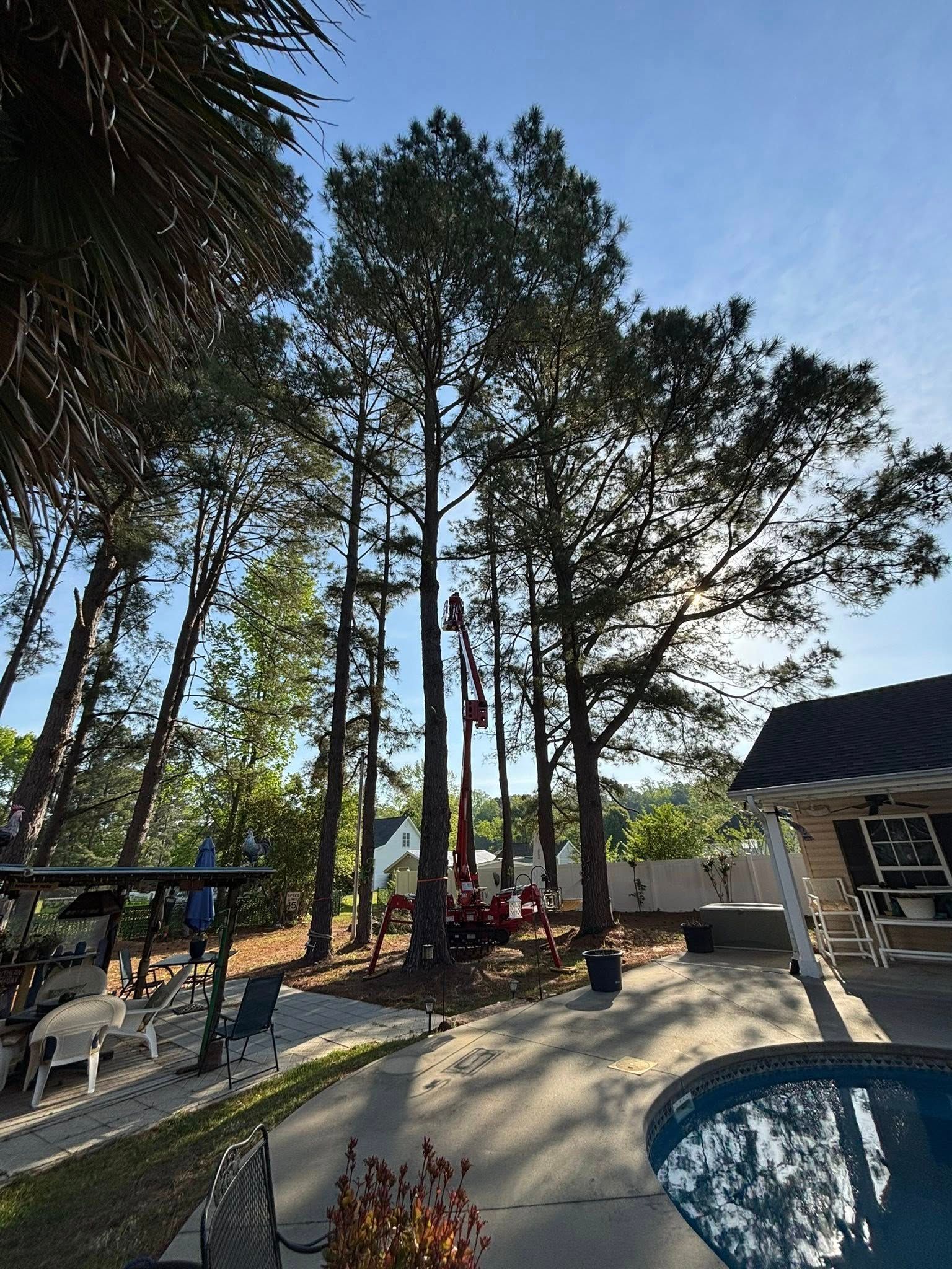 Why Professional Tree Service in Myrtle Beach SC Matters for Coastal Properties