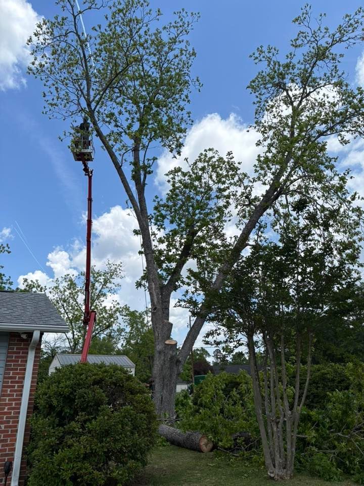 before tree pruning