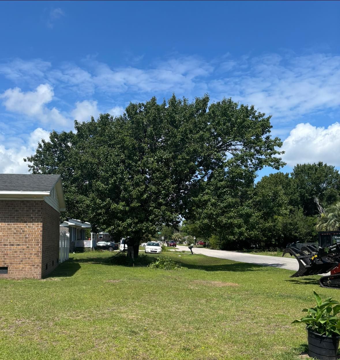 before tree removal