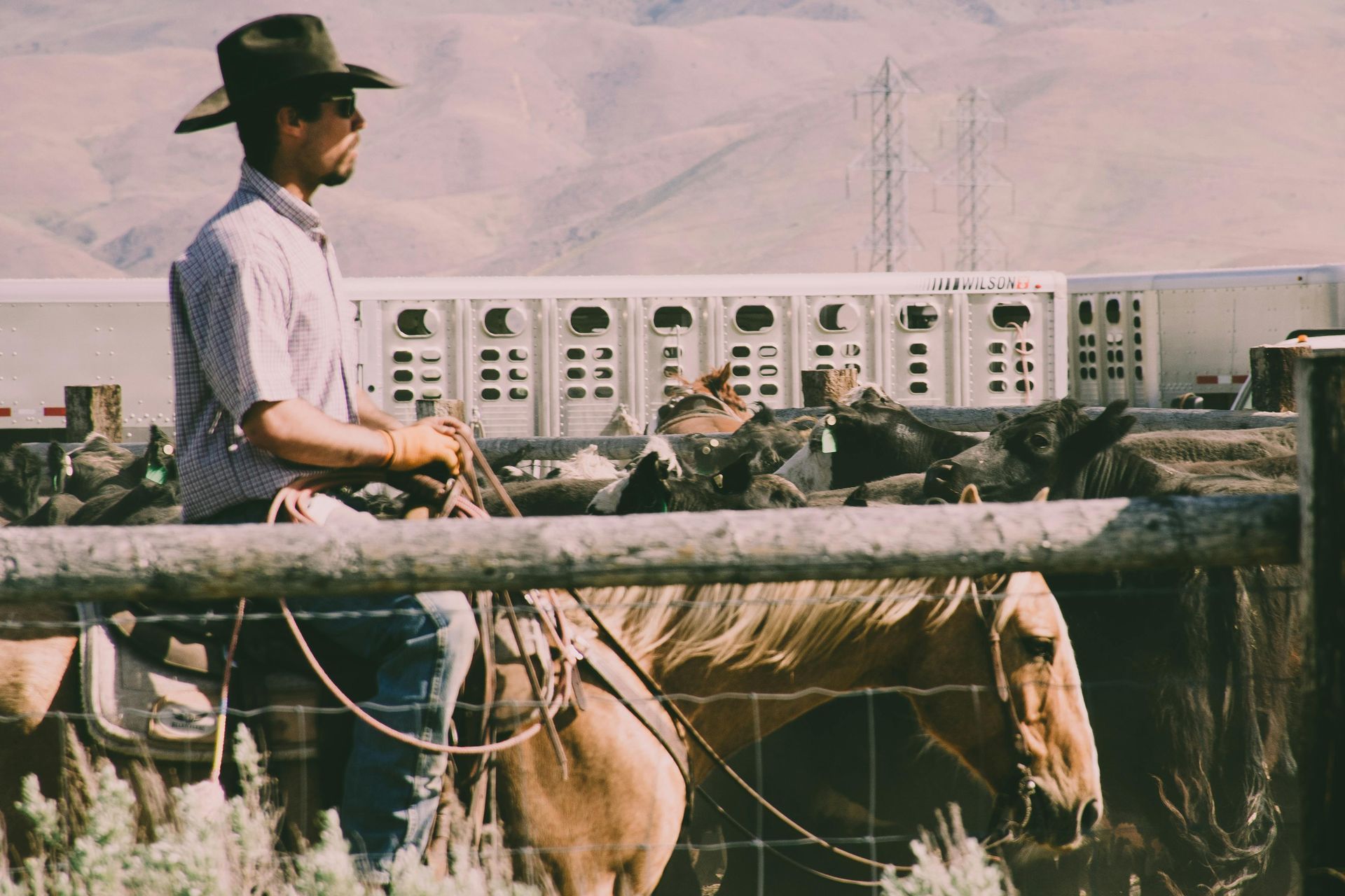 Rancher getting ready to load Cattle after using a Livestock scale.