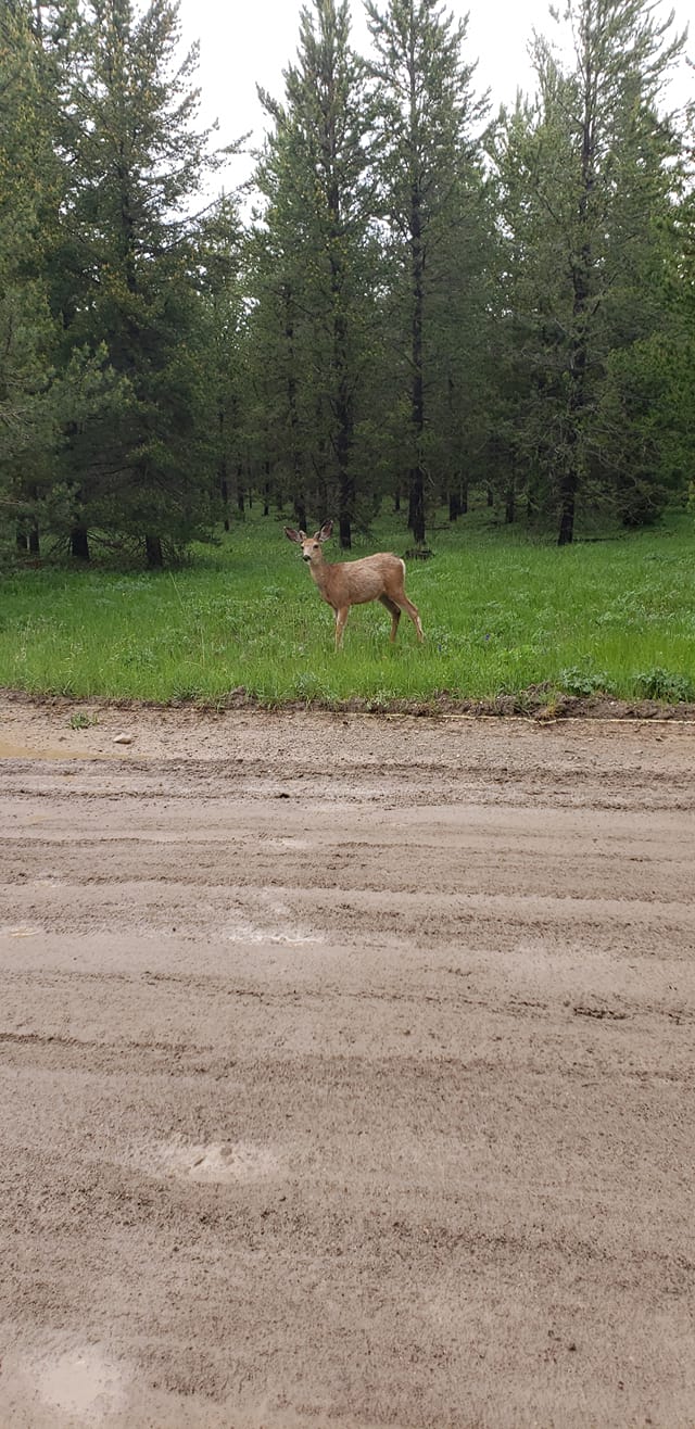 Wild deed standing on the grass