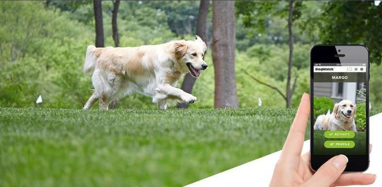 Invisible Dog Fence
