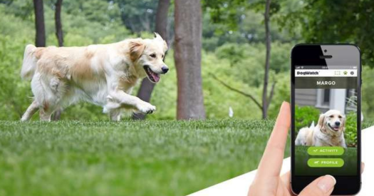Dog Training with underground fence