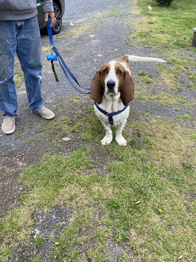 A man is walking a basset hound on a leash.