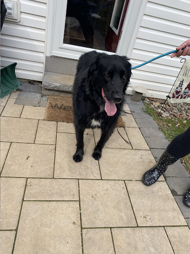 A black dog is on a leash in front of a welcome mat