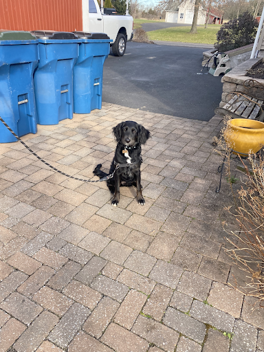 A black dog is sitting on a brick patio next to blue trash cans.