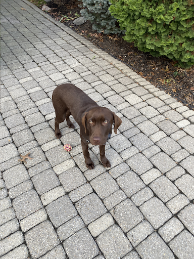 A brown dog is standing on a brick sidewalk.