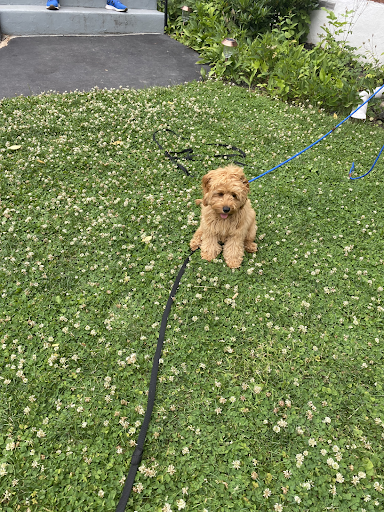 A small dog is sitting on a leash in the grass.