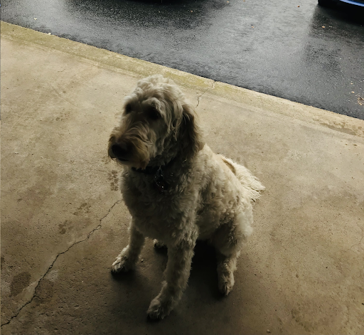 A small white dog standing on a concrete surface