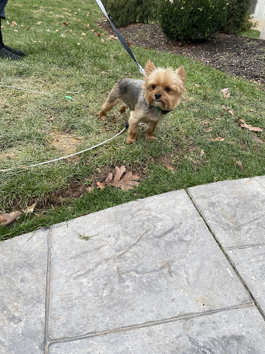 A small dog is walking on a leash in the grass.
