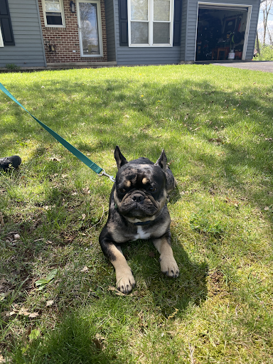 A french bulldog is laying in the grass on a leash in front of a house.