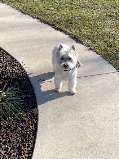 A small white dog is standing on a sidewalk looking at the camera.