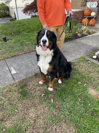 A man is walking a bernese mountain dog on a leash.