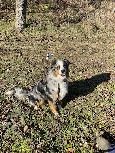 A dog is sitting in the grass next to a tree.