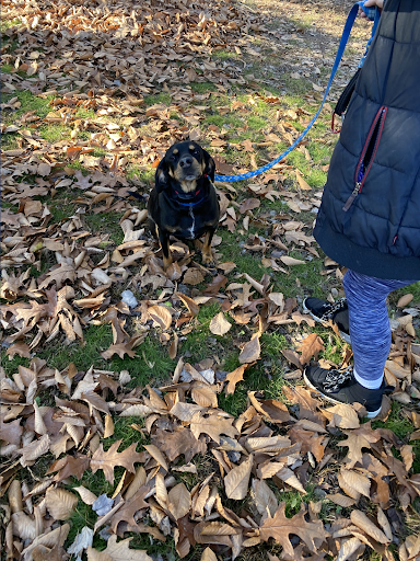 A person is walking a dog on a leash in a park.