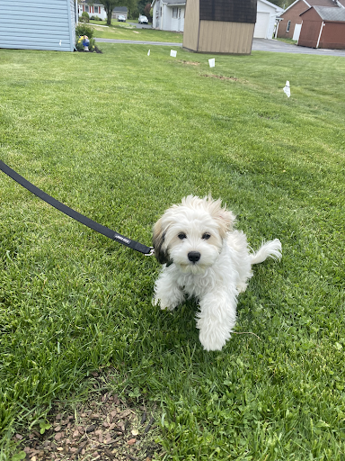 A small white dog is walking on a leash in the grass.