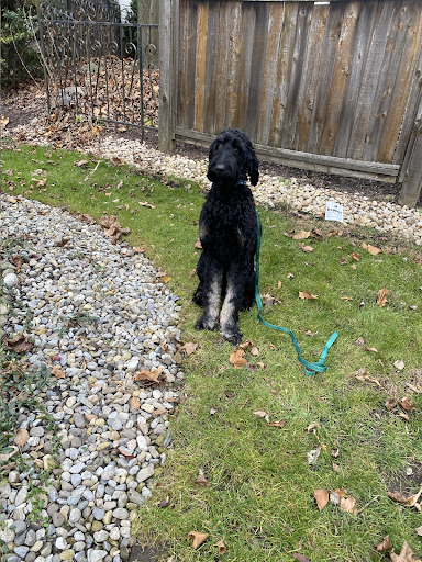 A black dog is sitting in the grass on a leash.