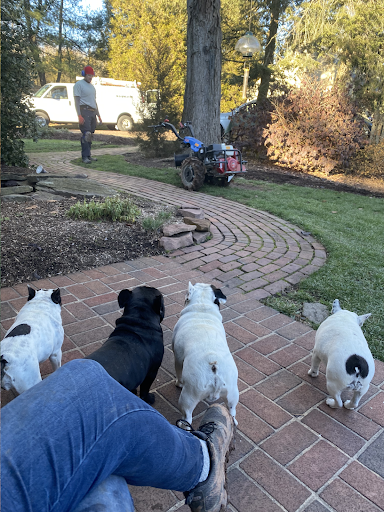 A group of french bulldogs are standing on a brick sidewalk.