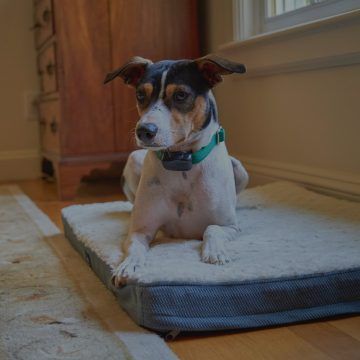 indoor pet boundries