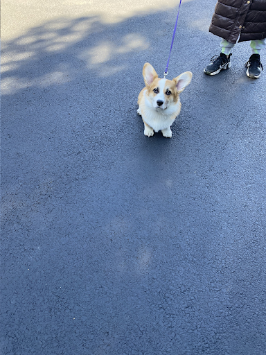 A person is walking a small dog on a leash.