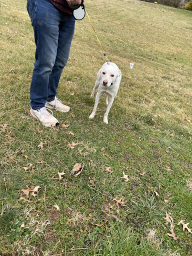 A person is walking a white dog on a leash in a grassy field.