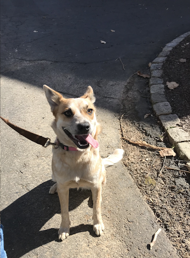 A dog on a leash is standing on a sidewalk