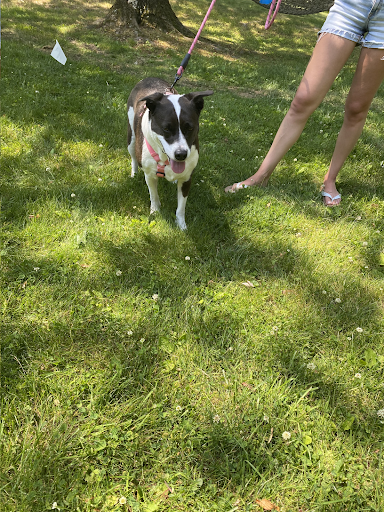 A black and white dog is walking on a leash in the grass.