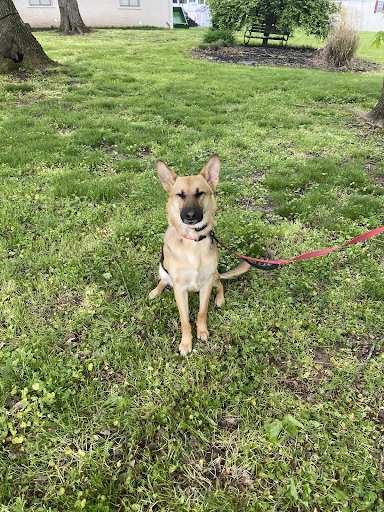 A dog is sitting in the grass on a leash.