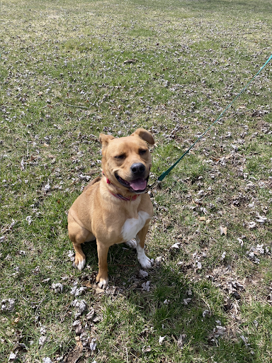 A brown and white dog is sitting in the grass on a leash.