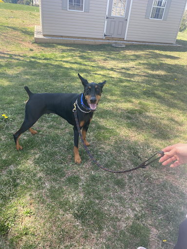 A doberman on a leash is standing in the grass in front of a house.