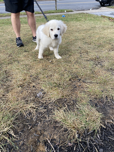 A person is walking a puppy on a leash in the grass.