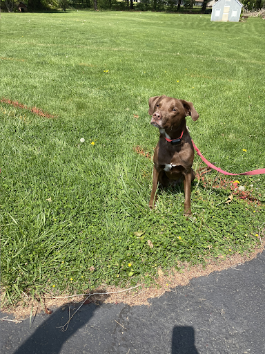 A brown dog is sitting in the grass on a leash.