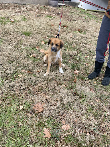 A brown and white dog is sitting in the grass on a leash.