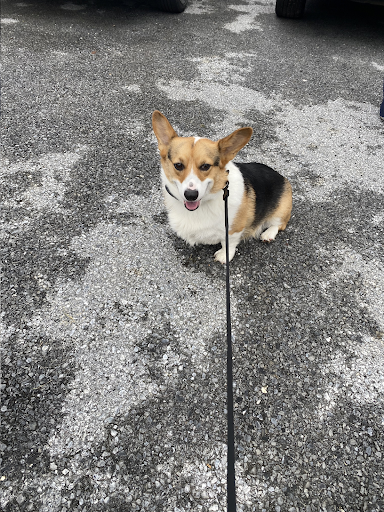 A brown and white dog is sitting on the ground on a leash.
