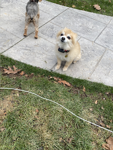 Two small dogs are standing next to each other on a sidewalk.