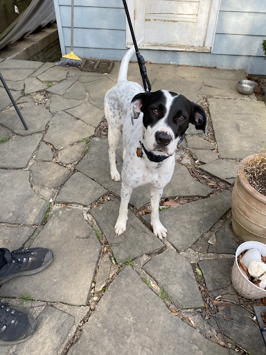A black and white dog on a leash is standing on a stone patio.