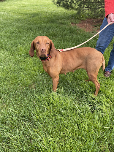 A person is walking a brown dog on a leash in the grass.