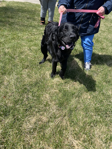 A woman is walking a black dog on a leash in a park.