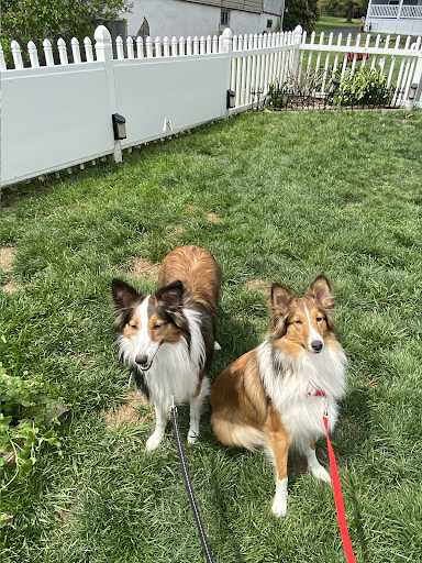 Two dogs are standing next to each other in a grassy yard.