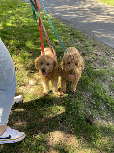 A person is walking two puppies on a leash in a park.