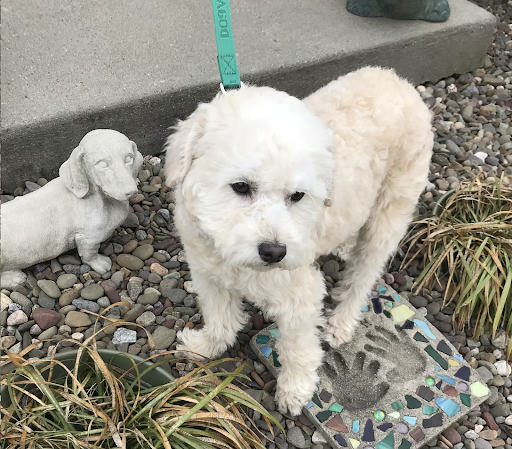 A small white dog with a leash that says ' buddy ' on it