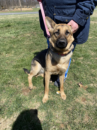 A person is holding a brown dog on a leash in a field.