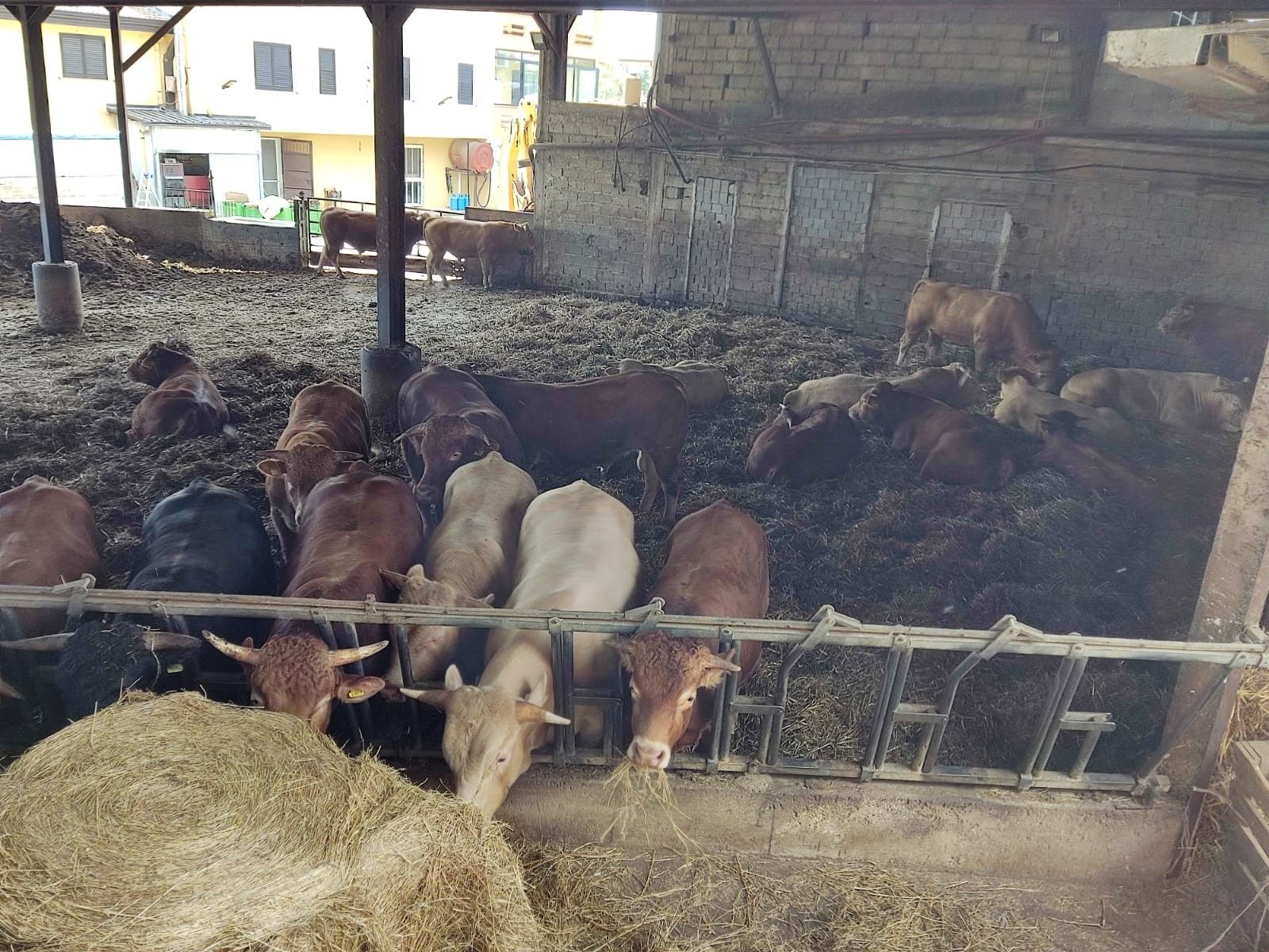 Mucche che mangiano fieno in una stalla. Alcune sono in piedi vicino a una mangiatoia, altre riposano a terra.
