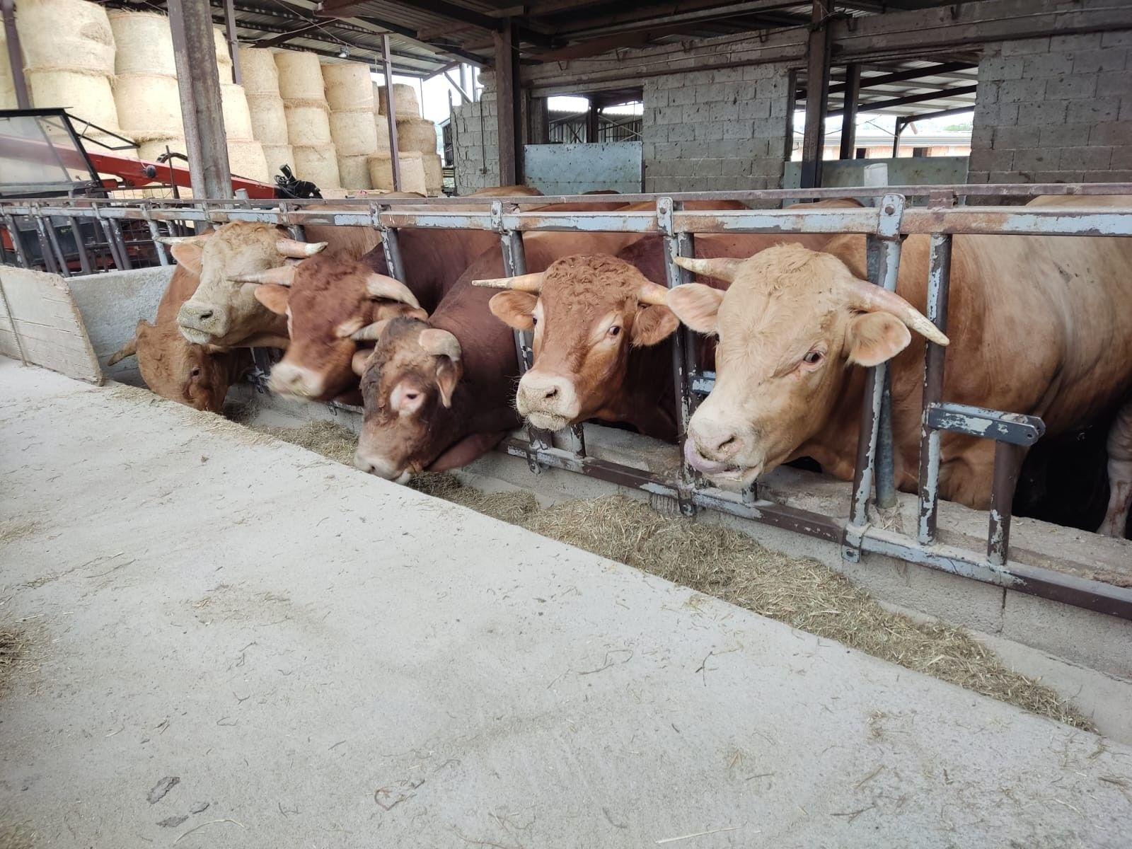 Il bestiame è in fila, con la testa rivolta verso una mangiatoia in una stalla, in cerca di cibo.